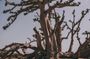 Quad tour of Somone Lagoon and Baobab Spider