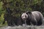 Grand Teton National Park - PRIVATE Sunrise Tour from Jackson Hole