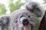 Melbourne Shore Excursion, Wine Region, Wildlife, Shared Tour
