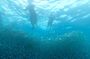 Moalboal Sardine Run Kawasan and Mantayupan Falls Private Tour