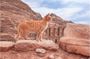 Half-Day Private Indiana Jones Petra Back Road Trial Tour