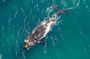 Hermanus Whale Watching Boat Trip