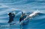 Gibraltar Dolphin Adventure