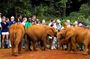 Elephant Orphanage Half-Day Tour from Nairobi