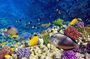 Snorkeling tour at Paradise island Hurghada