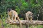 4-Day Aye-Aye lemurs Tour to Andasibe and Palmarium Reserve