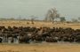 Full-Day Hwange National Park Tour from Victoria Falls