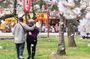 Private and Unique Fukuoka Cherry Blossom Sakura Experience
