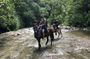 Horseback riding coffee farms, forest and river boquerón