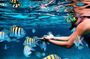 Family Fun-Snorkeling with Lunch Stop from Montego Bay