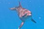 Hurghada Premium Dolphin Snorkeling Cruise with Lunch