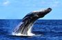 Zodiac Whale Watch with Marine Biologist in Cabo San Lucas