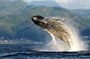 Whale Watching Adventure with a Marine Biologist