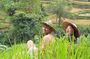 Ubud Highlights: Sacred Monkey Forest, Rice Terraces, Waterfall