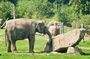 Prague ZOO Transfer with AudioGuide & Opt. Admission Ticket