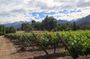 Aconcagua Private Wine Lovers Premium Tour