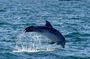 Dolphin Discovery Eco Tour