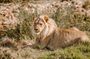 Tour Safari; Nairobi National Park