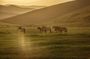 2 Days Tour: Khustai National Park