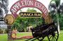 Private Black River and Appleton Rum Tour From Negril