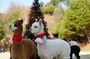 Alpaca, Nami, Eobi with Rail Bike or Strawberry