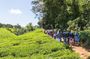 Day Tour To Kiambethu Tea Farm
