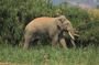 Laos Elephant Sanctuary keeper+ Kuangsi waterfall +Hmong village