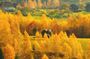 Small-Group Mountain Villages Walk & Local Lunch from Brasov