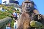 Cape Point & Penguins all inclusive