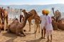 Private Day Trip to Ajmer and Pushkar from Jaipur