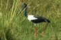 Day Trip to Bird Sanctuary Bharatpur from Agra