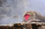 1-Day Private Tour Nagano Snow Monkeys Zenko-ji Temple Sake Test