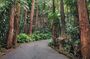 Early Morning Tour to Christ Statue and Rio Rainforest