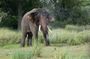 Night safari to wild see the night animals around sigiriya