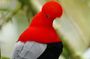 Mindo Birdwatching Discover the Hidden Wonders of Ecuador