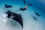 Sharing Snorkeling Experience to Manta Point in Penida
