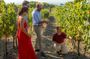 Wine tasting and visit to a design Cellar at Ripalte