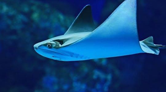 Cairns Aquarium admission ticket