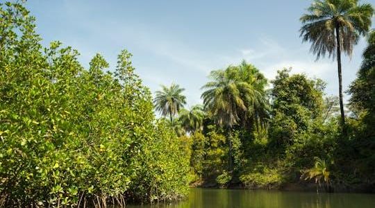 Makasutu Culture Forest full-day tour