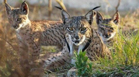 Doñana National Park 4x4 guided tour from Seville