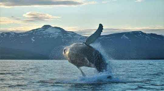Akureyri Classic Whale Watching