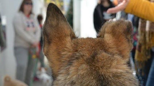 Dog friendly tour of Albaicín district in Granada