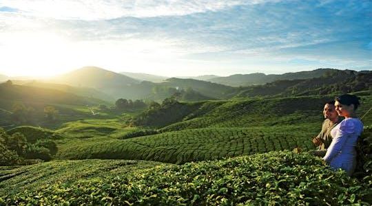 Private nature trip to Cameron Highlands from Kuala Lumpur