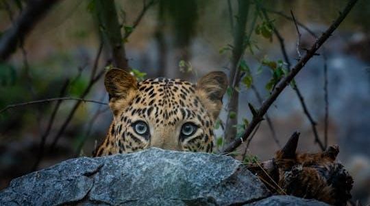 Jhalana Leopard Sanctuary Half-Day Private Tour