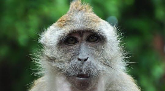 Langkawi UNESCO geopark mangrove half-day tour