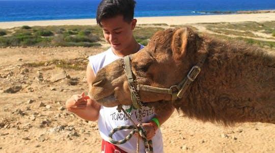 Camel ride & encounter in Los Cabos
