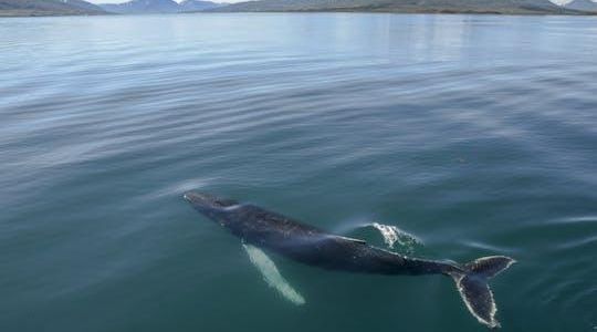 Akureyri whale watching tour in the midnight sun