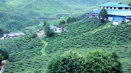 Private Cameron Highlands Nature tour