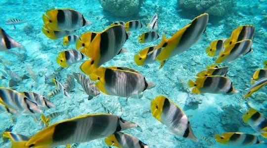Bora Bora Glass-Bottom Boat Tour