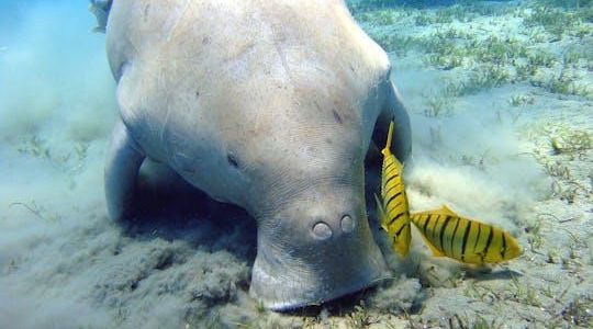 Half-Day Snorkeling Experience on Abu Dabbab Beach from Marsa Alam
